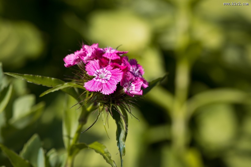 石竹高清图片