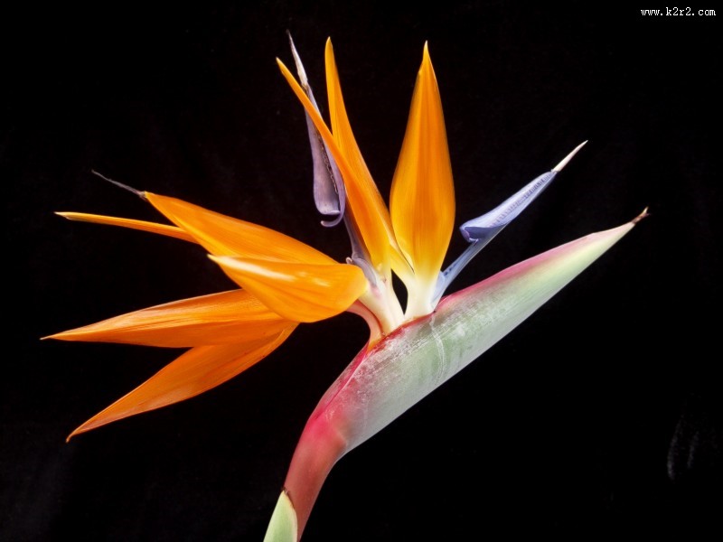 天堂鸟花高清图片