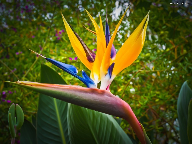 天堂鸟花高清图片