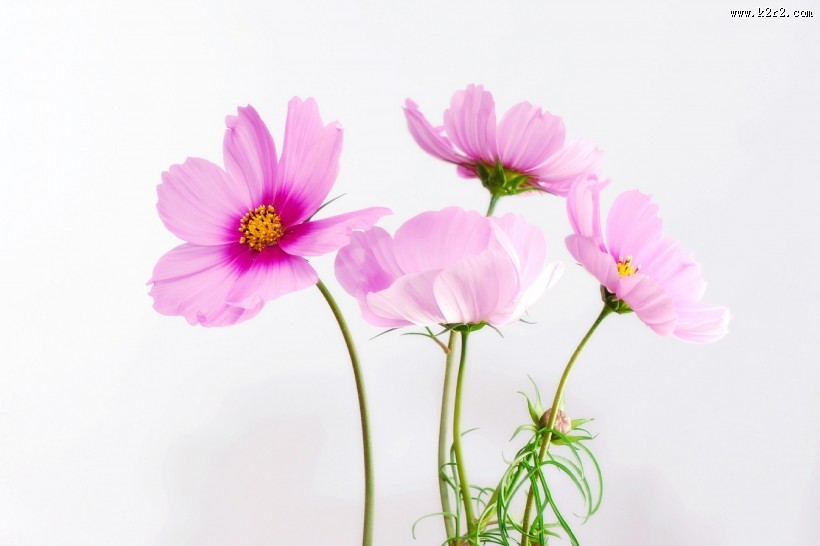 粉色波斯菊图片大全