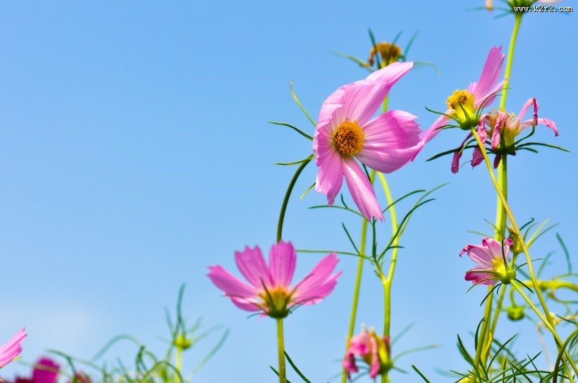 粉色波斯菊图片大全