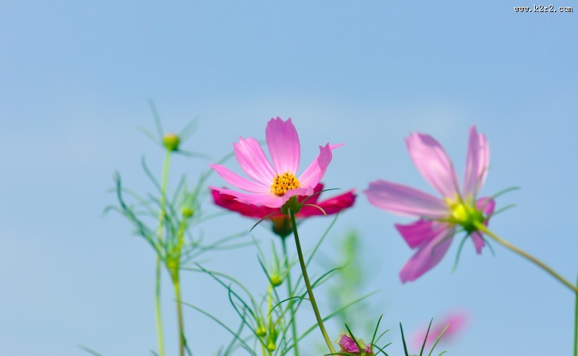 粉色波斯菊图片大全