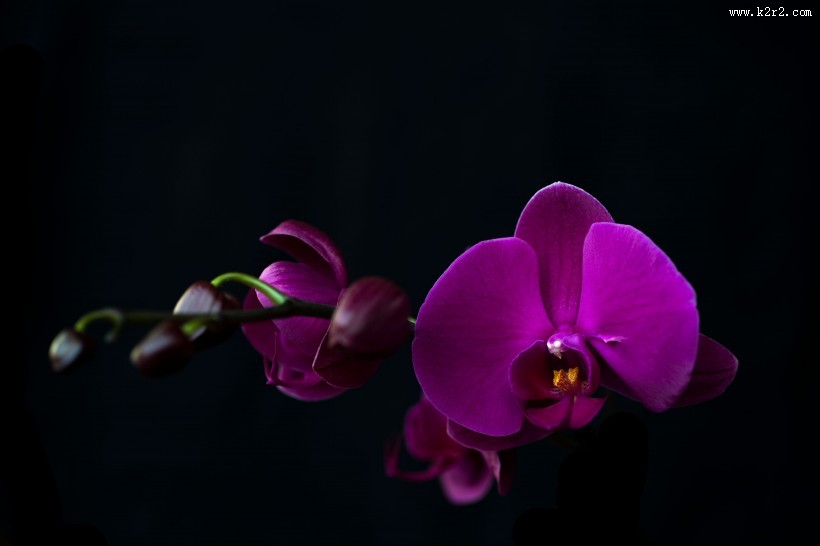蝴蝶兰图片