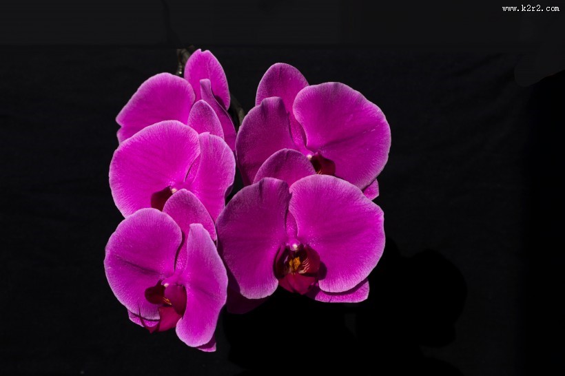 蝴蝶兰图片
