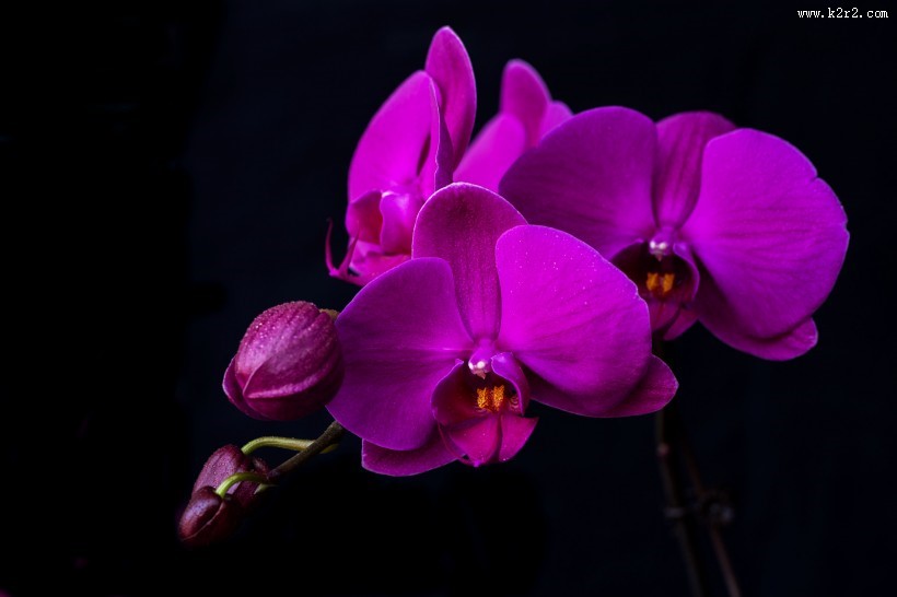 蝴蝶兰图片
