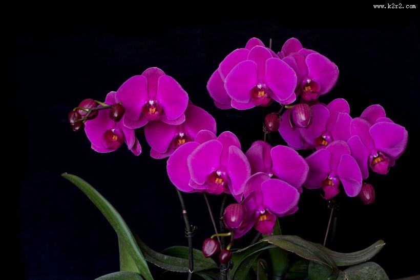 蝴蝶兰图片