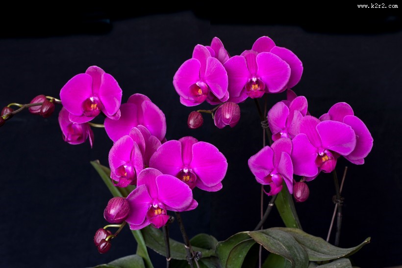 蝴蝶兰图片