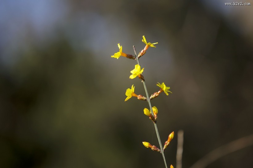 迎春花图片大全
