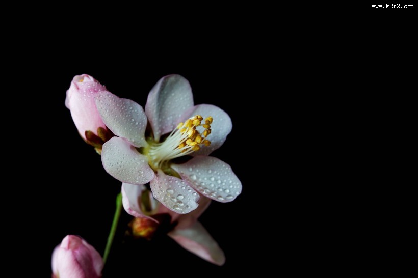 微距桃花图片
