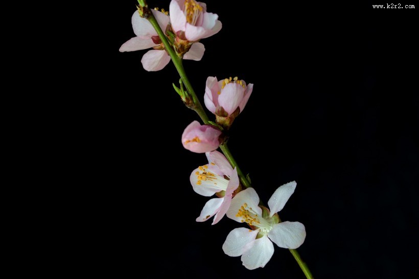 微距桃花图片