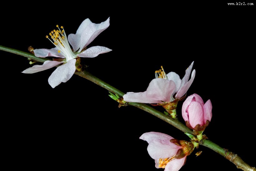 微距桃花图片