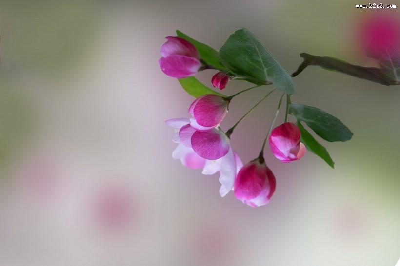 粉色海棠花图片大全