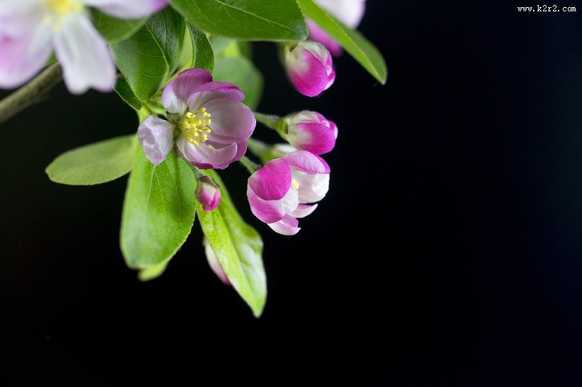 粉色海棠花图片大全