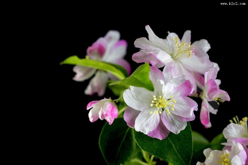 粉色海棠花图片大全