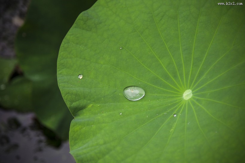 绿意盎然的荷叶图片
