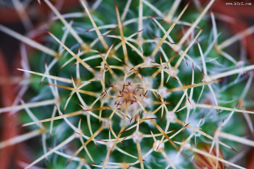带刺的仙人掌图片大全
