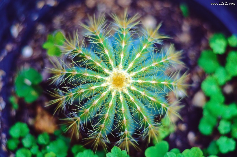 带刺的仙人掌图片大全