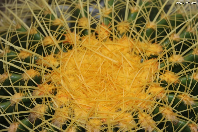 带刺的仙人掌图片大全