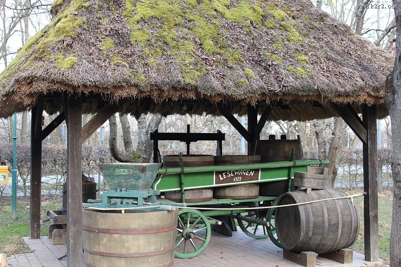 绿色苔藓图片大全