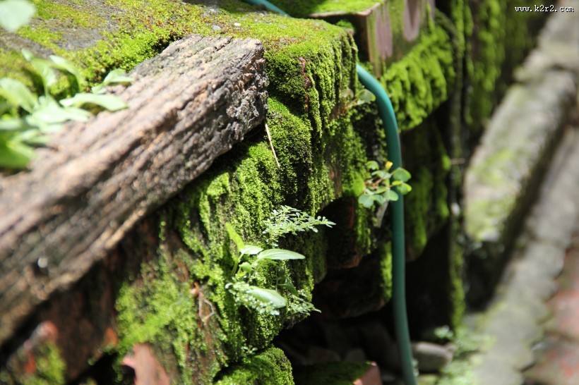 绿色苔藓图片大全