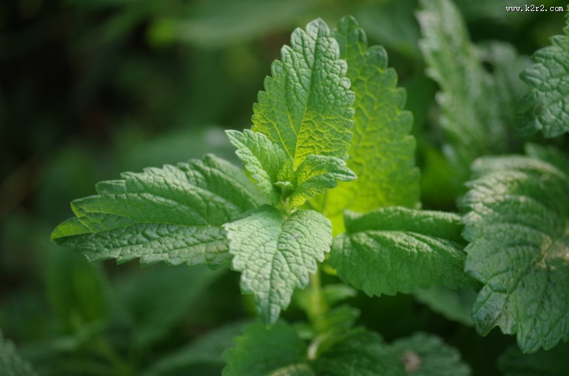 绿色的薄荷图片大全