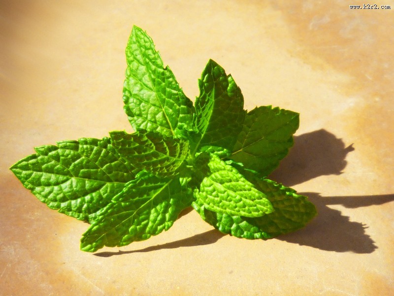 绿色的薄荷图片大全