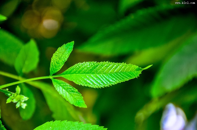 绿色的薄荷图片大全