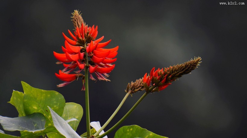 刺桐花图片