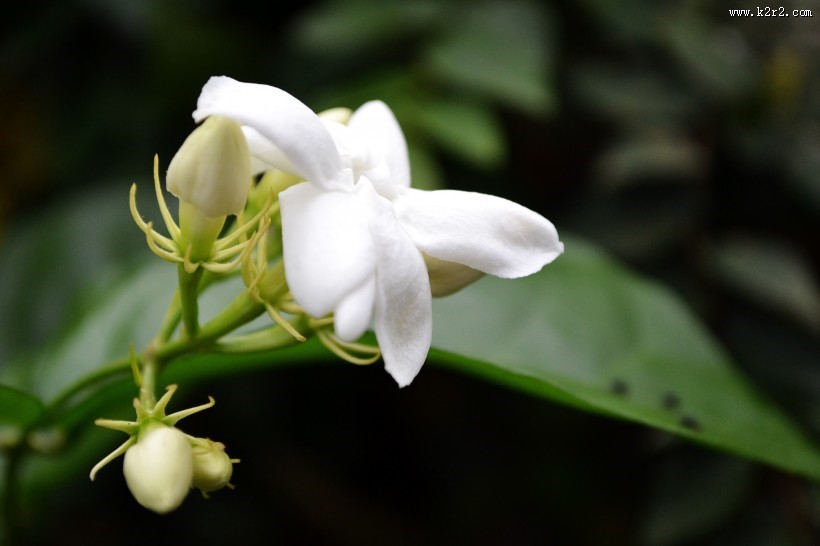 洁白无瑕的茉莉花图片