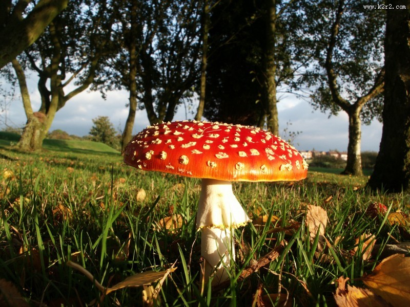 草丛里的红色毒蘑菇图片大全