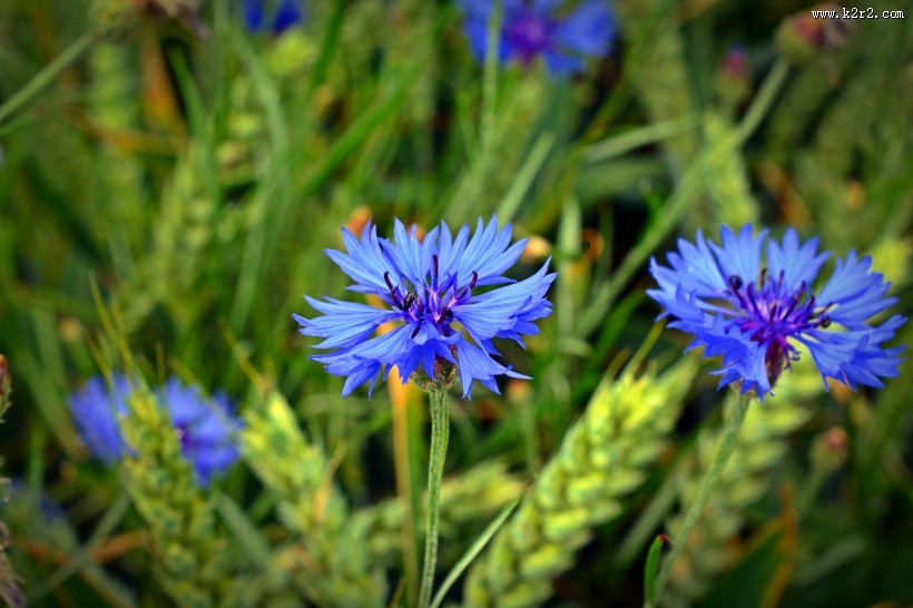 蓝色矢车菊图片