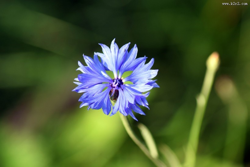 蓝色矢车菊图片