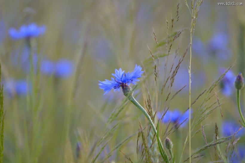 蓝色矢车菊图片
