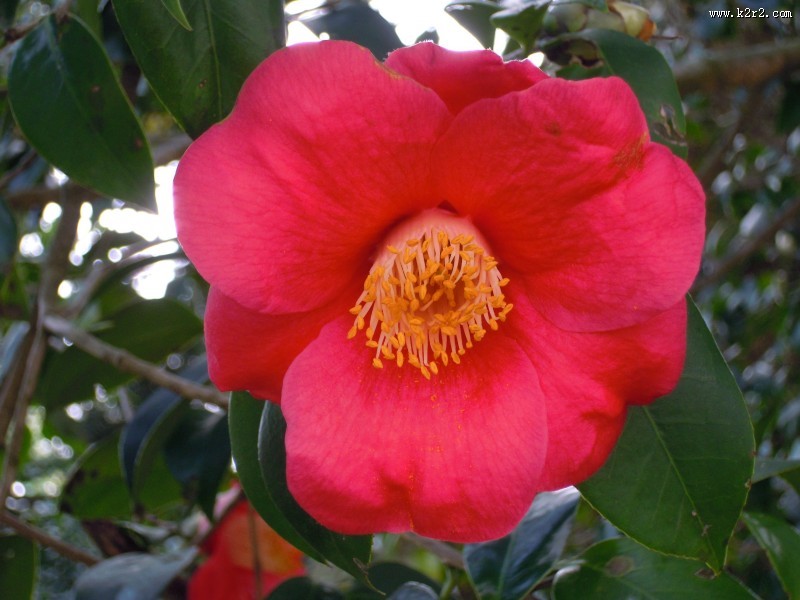 粉红色山茶花高清图片