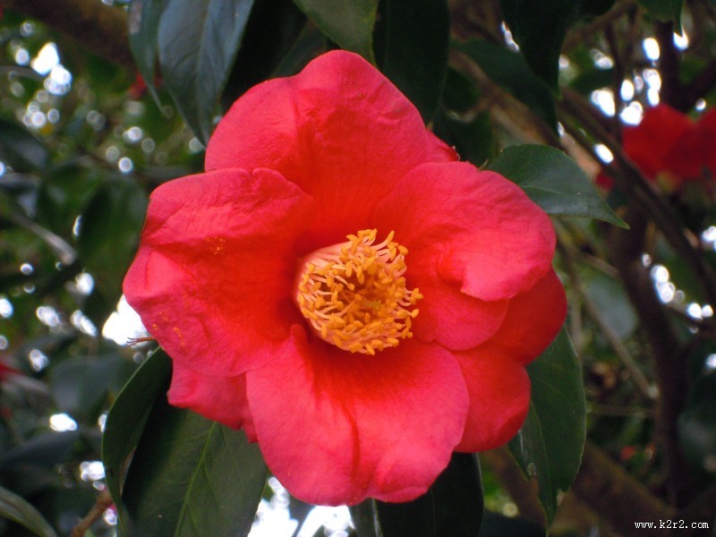 粉红色山茶花高清图片