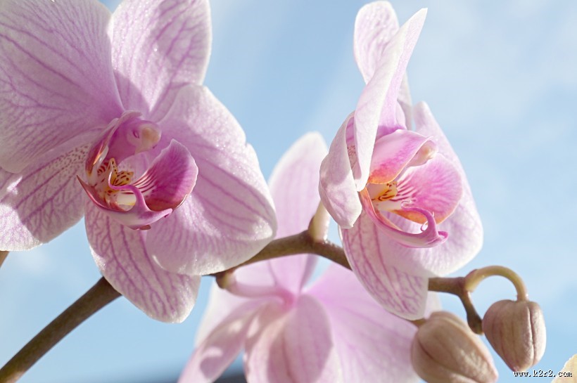 美丽的蝴蝶兰高清图片