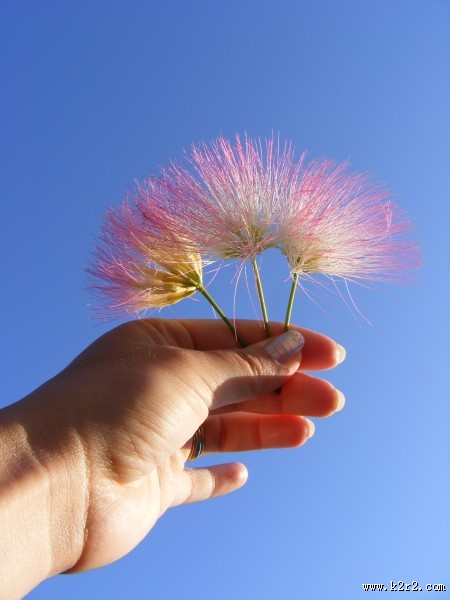 害羞的含羞草图片