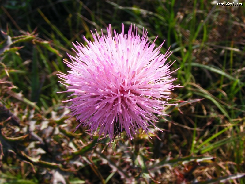 害羞的含羞草图片