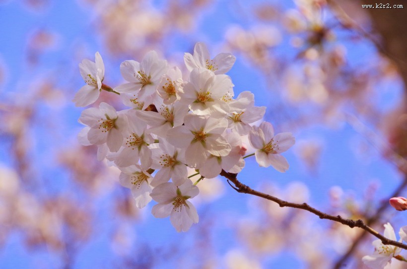 樱花高清图片大全