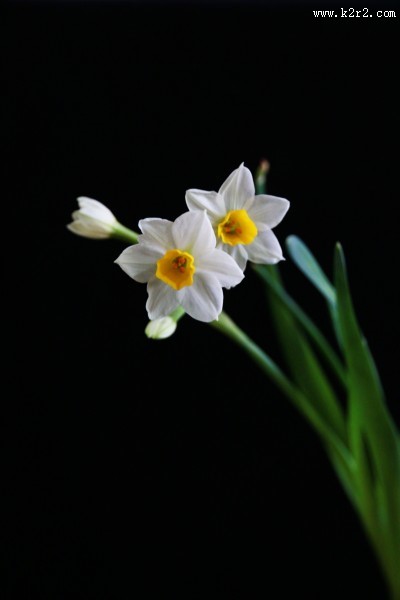 水仙花高清图片大全