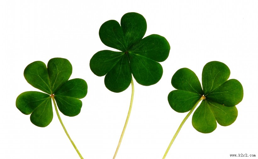 三叶草高清图片