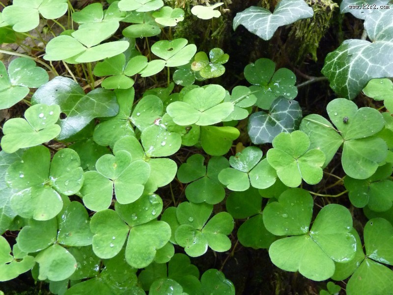 三叶草高清图片