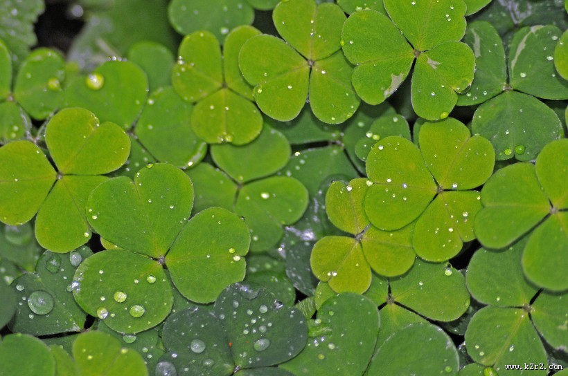 三叶草高清图片