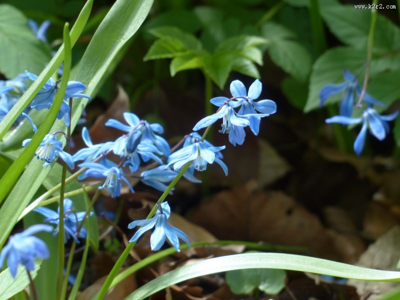 蓝色风信子图片