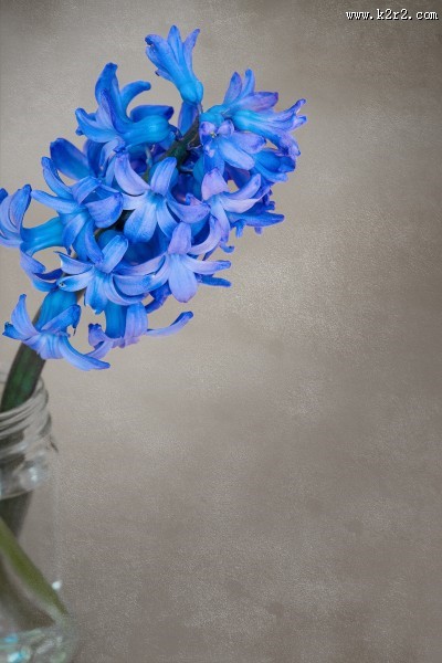 蓝色风信子图片