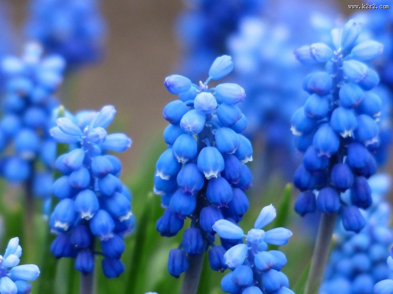 蓝色风信子图片