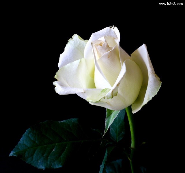 白色玫瑰图片大全