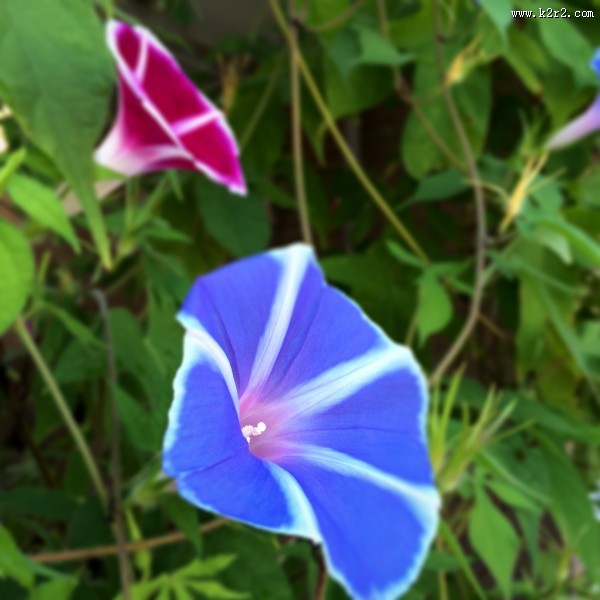 淡雅清新的牵牛花图片