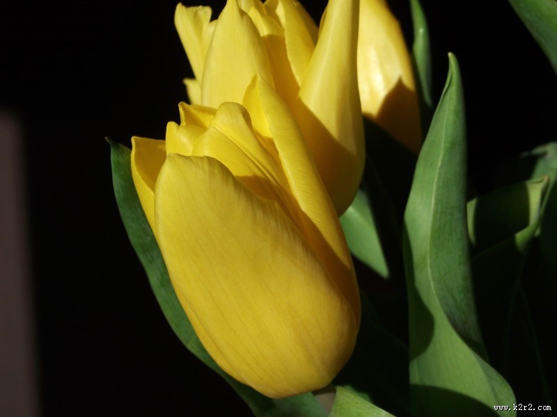 黄色郁金香图片