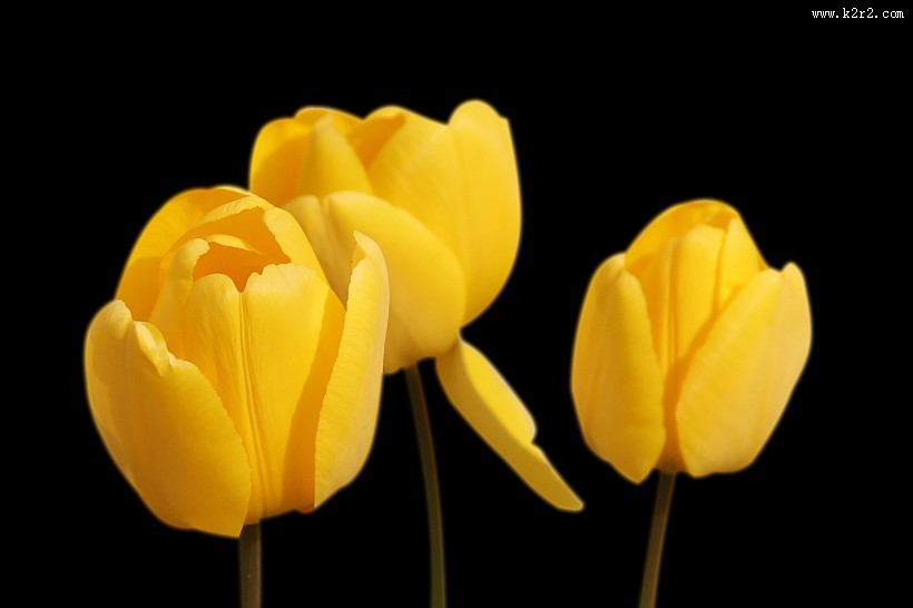 黄色郁金香图片